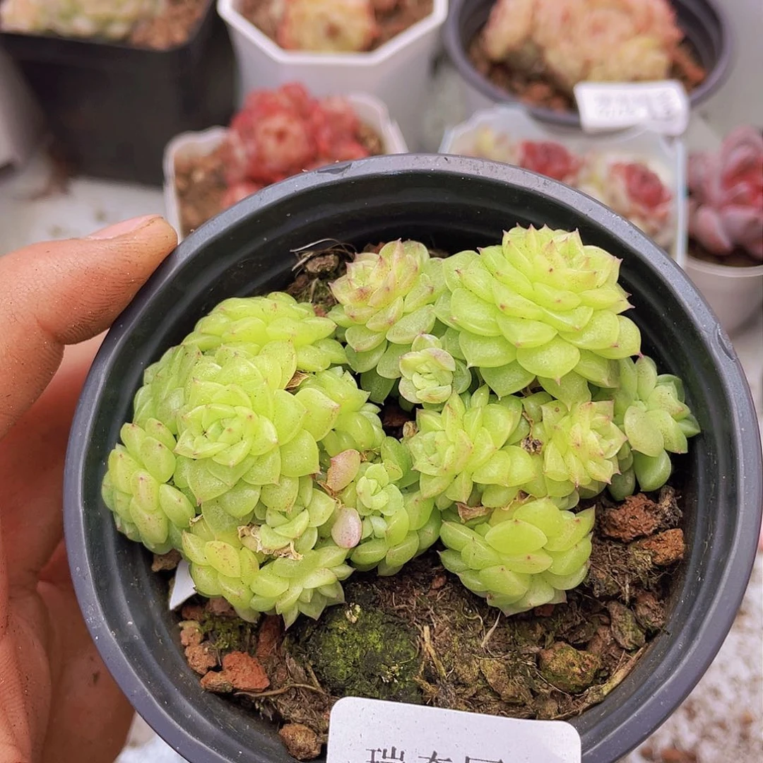 0000000000000008量拍