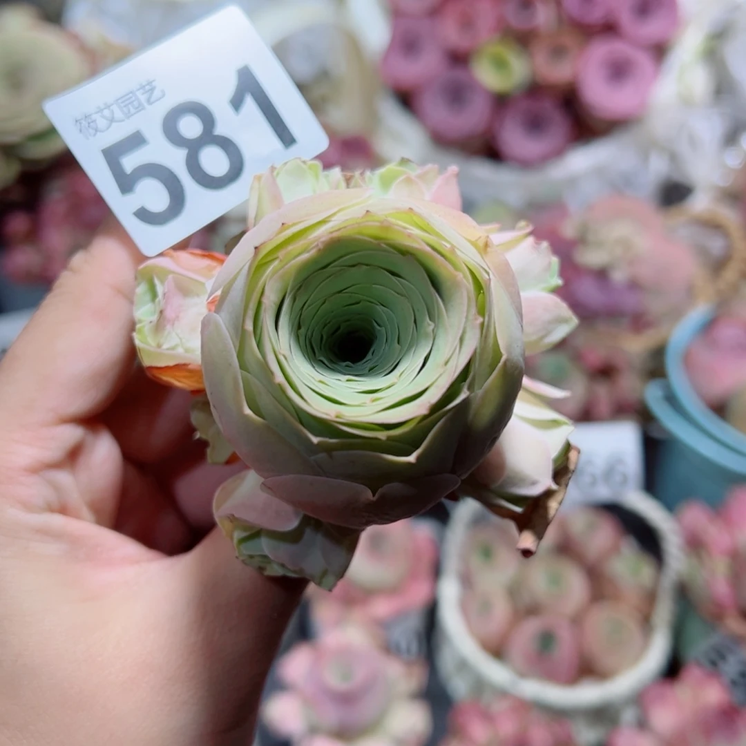 581粉色大胖桃群。