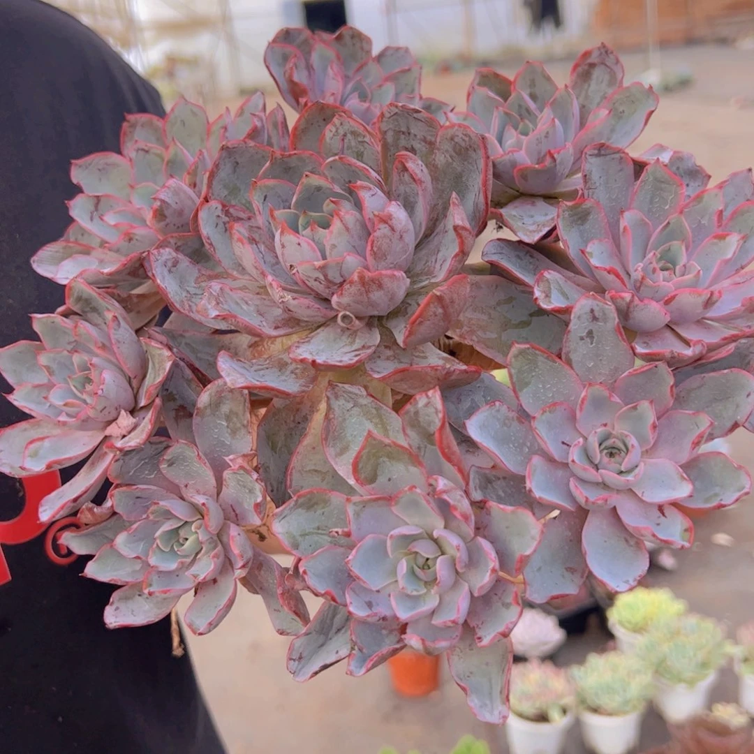 赫拉多头手捧无砍