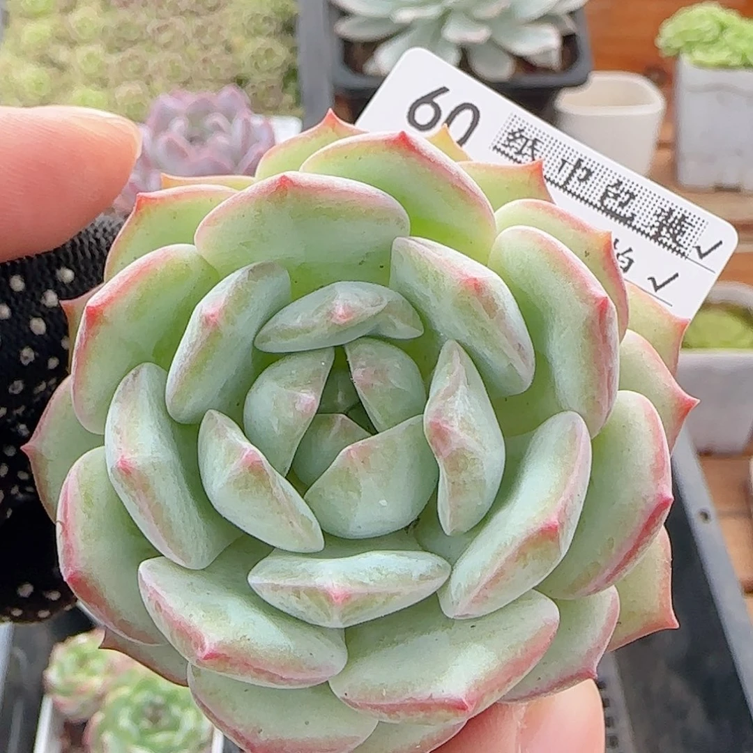 多肉0901-60福利福利