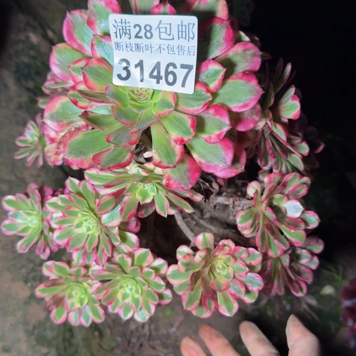 如***你31467祝融不包断枝