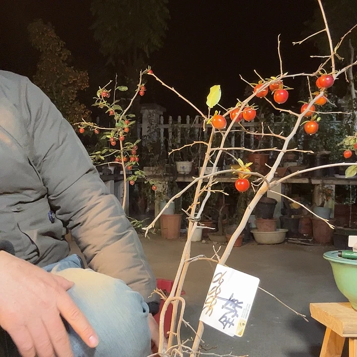 吉***祥无花朵盆景素材老鸦柿