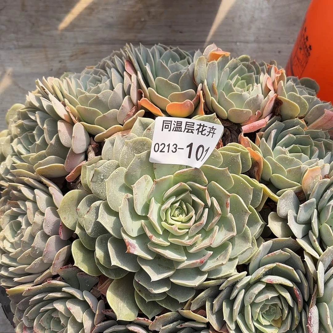 同温层多肉101天赐