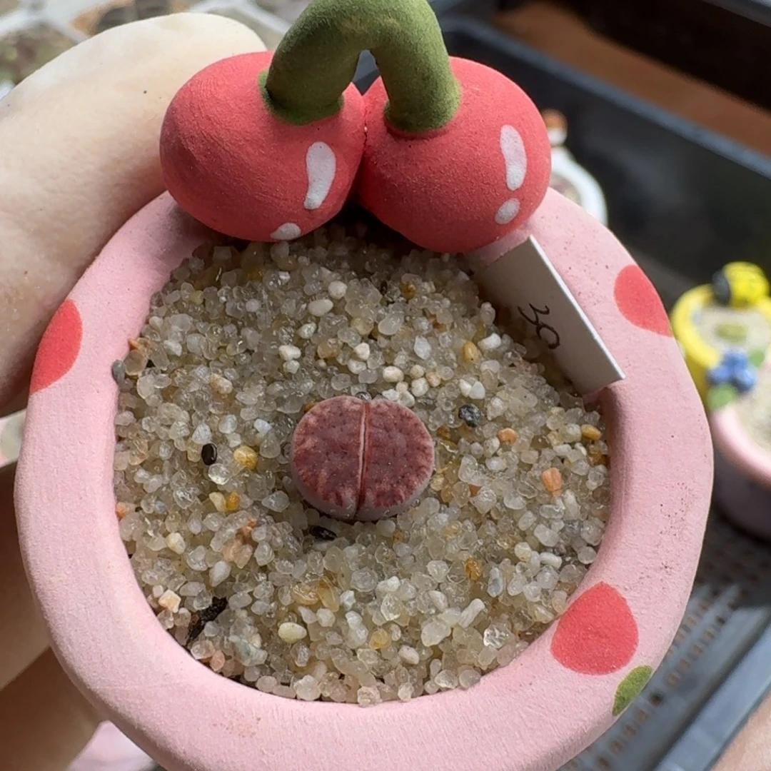 0928-009连盆带花阿克塞尔玫瑰
