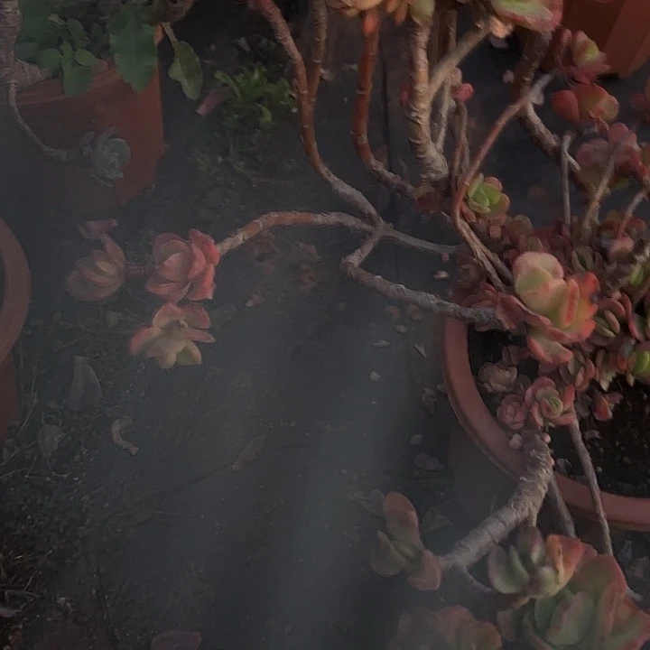 火焰玫瑰877 多肉植物一物一拍