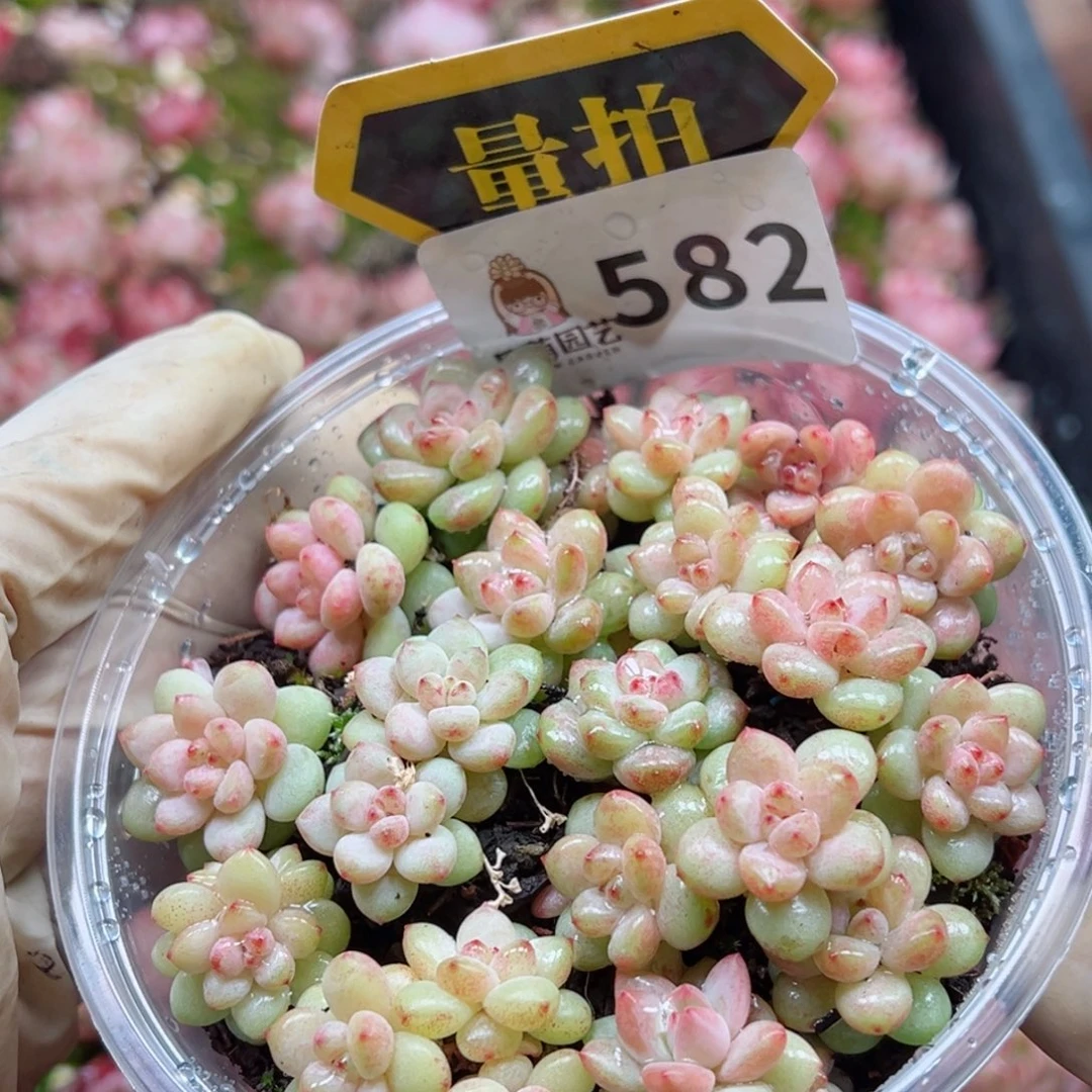 多肉植物多肉植物