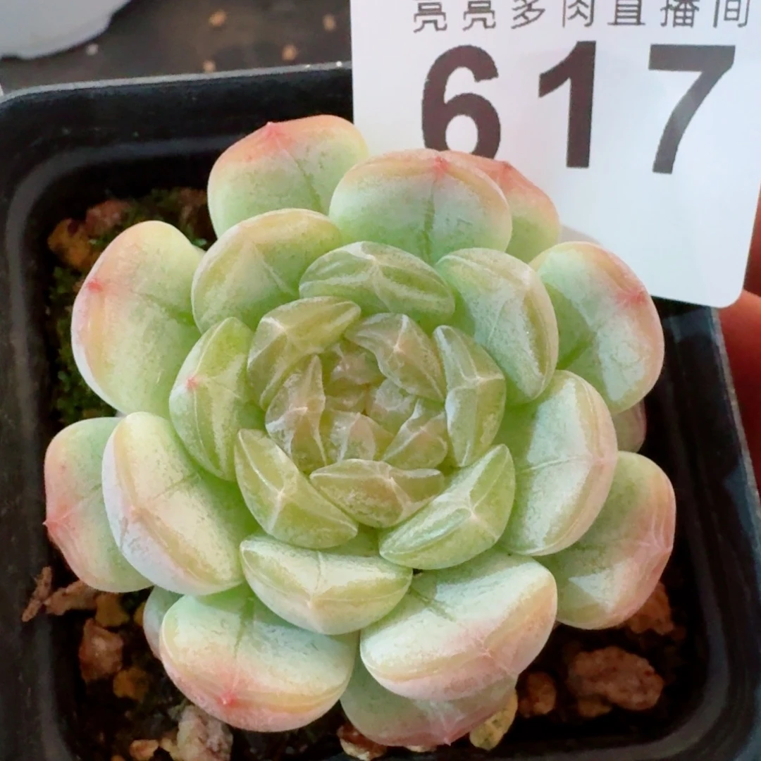 开播福利