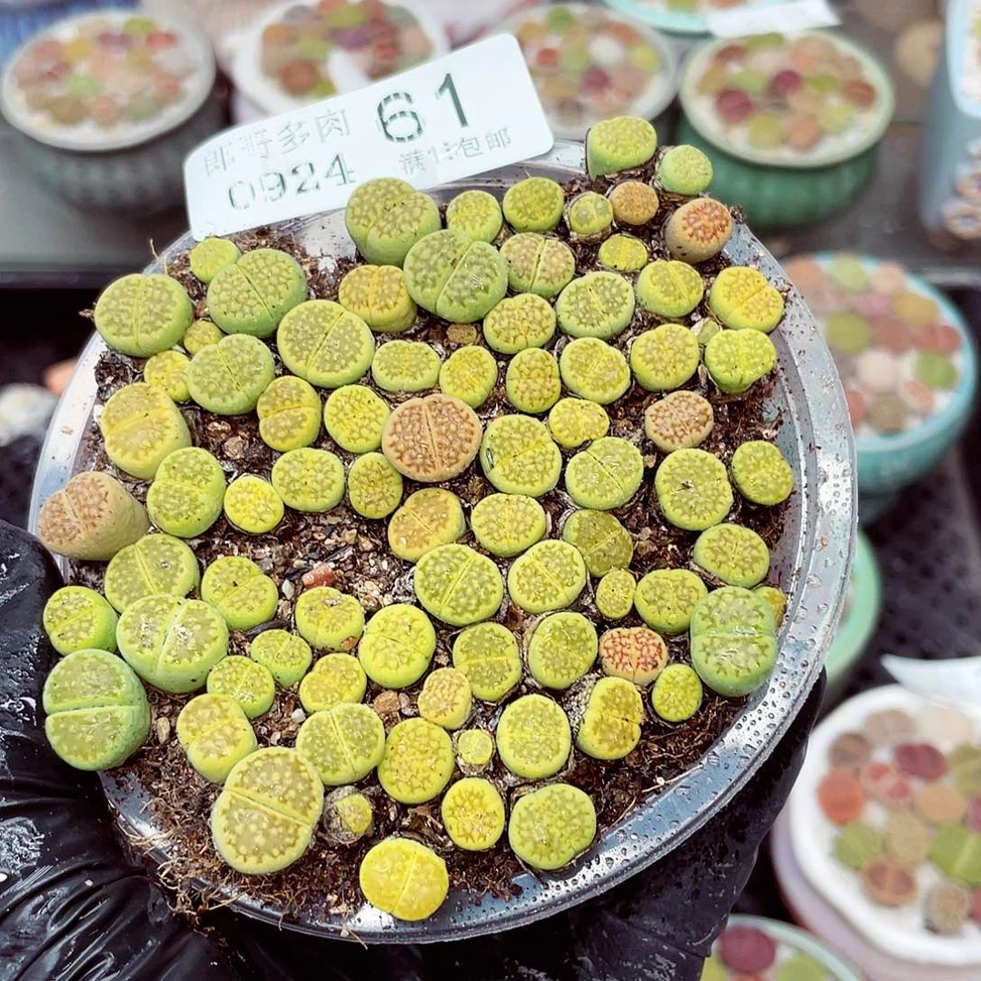 生石花18包邮0924-61