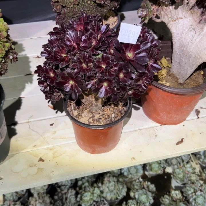 291欧紫缀化多肉植物