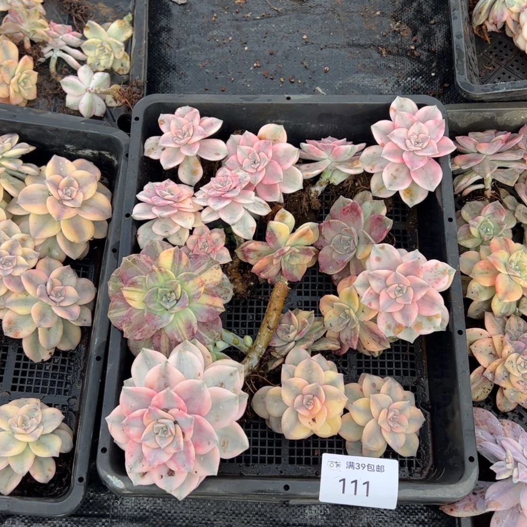111紫乐锦老桩多肉植物