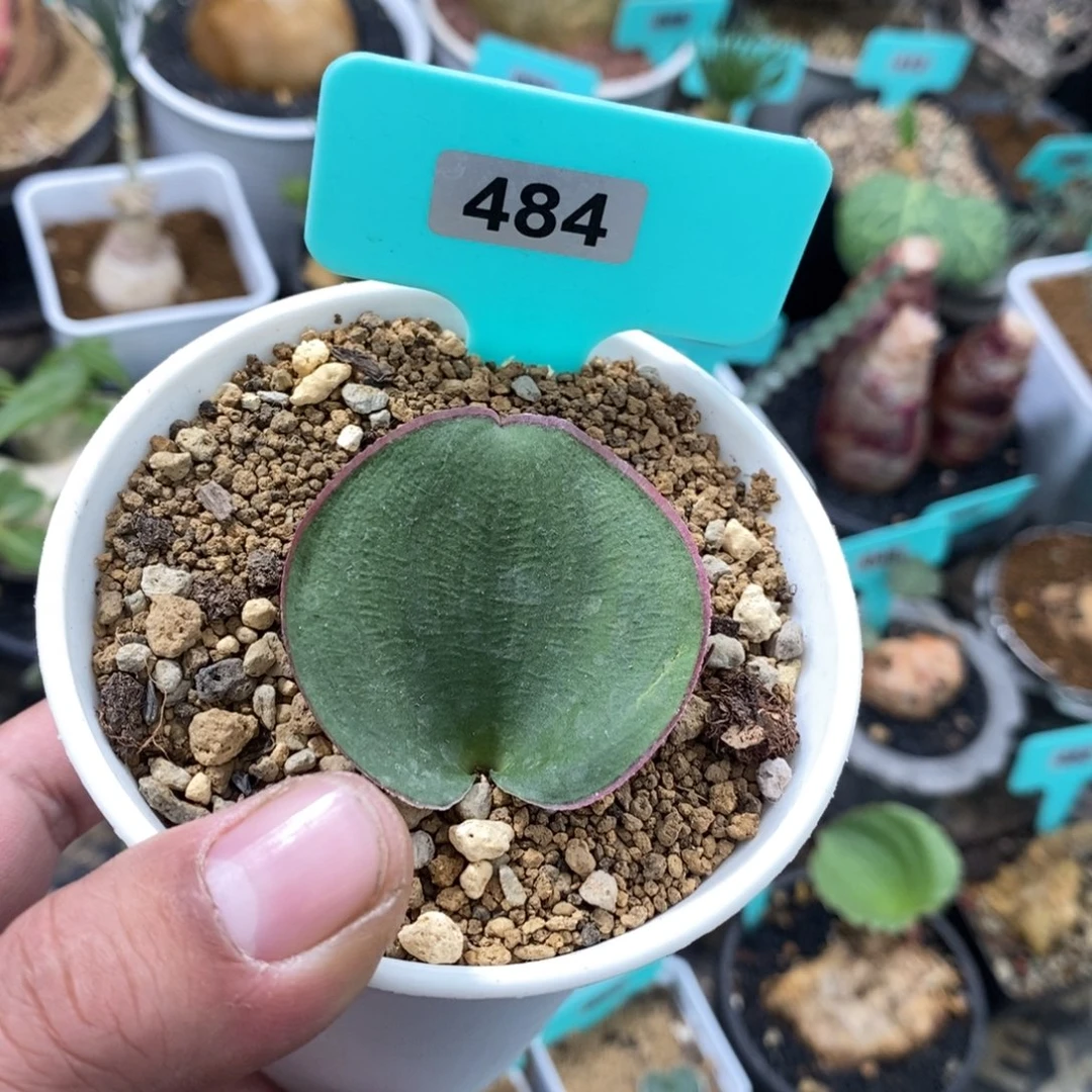 红边爱心产地多肉植物