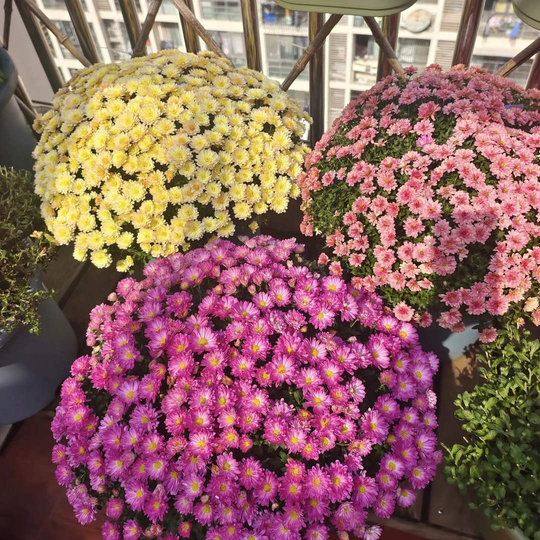 【球菊】盆栽多年生耐热耐寒带花苞适合阳台庭院养护