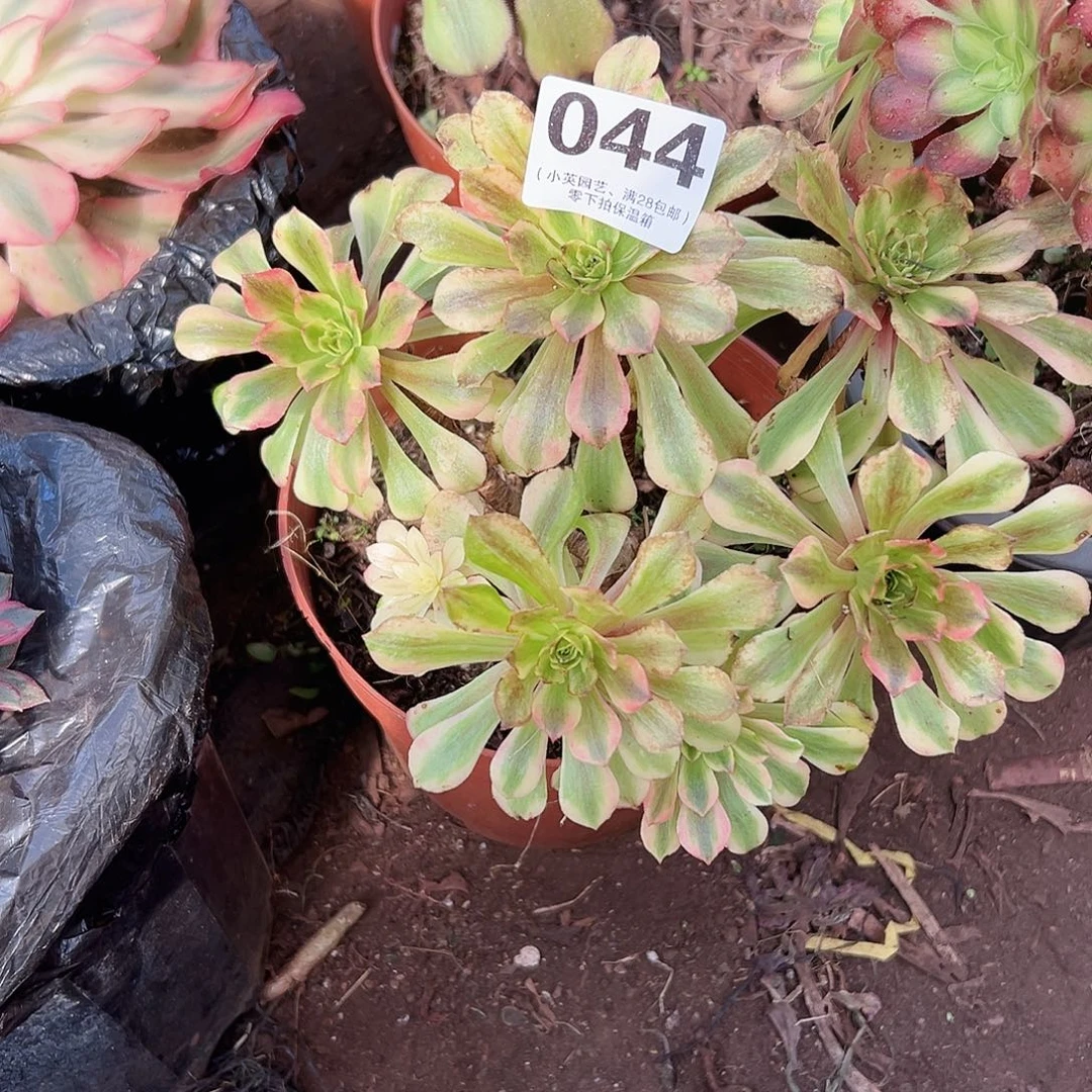多肉植物多肉植物044