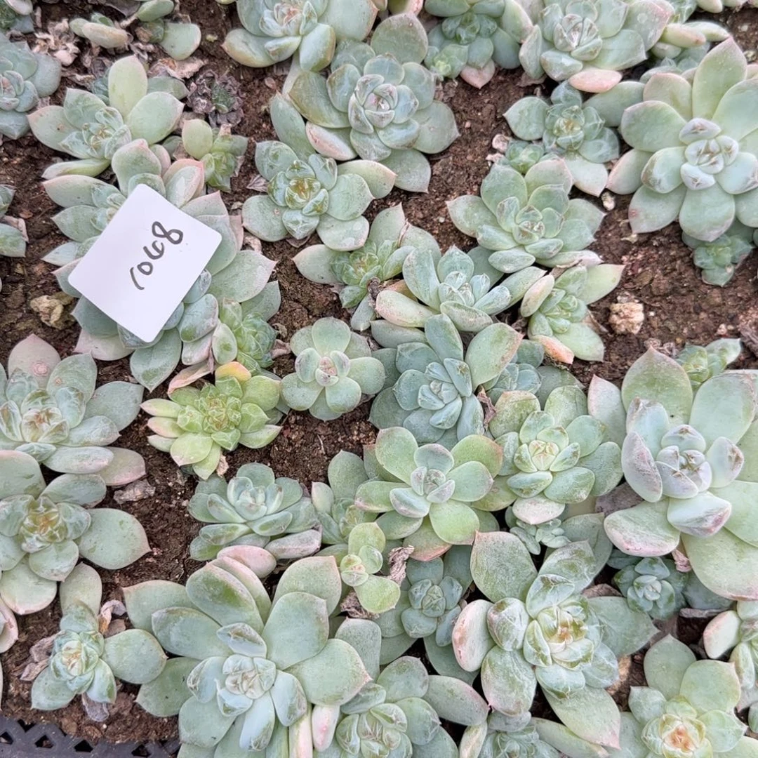 1048 号三半框满20包邮