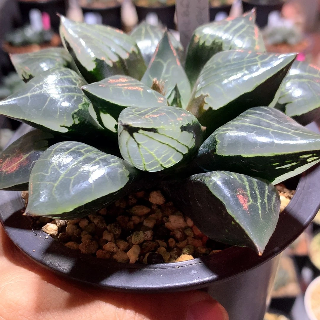 实生大型裹克 尺寸13cm