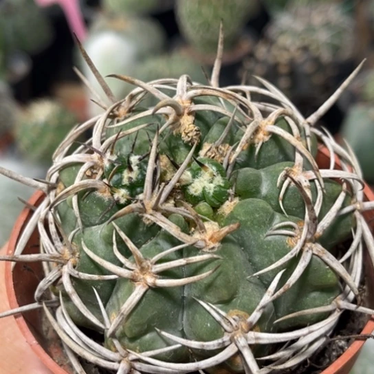 完全开放实生爆崽碧岩玉