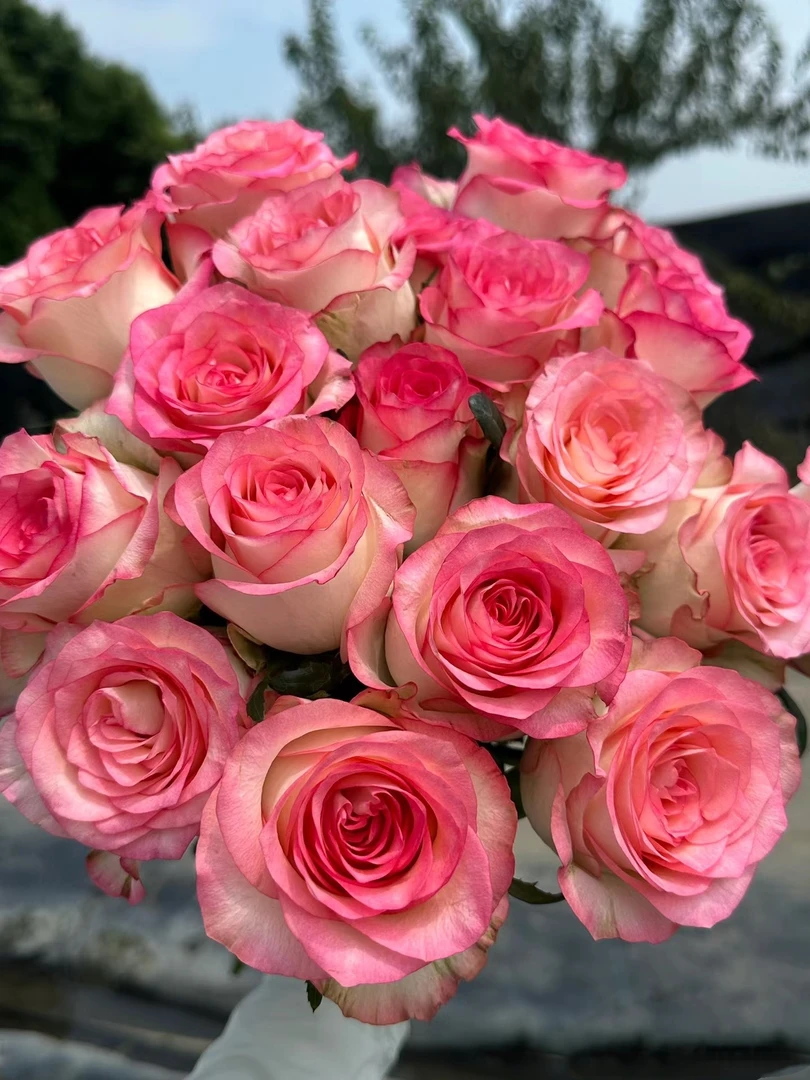 艾莎玫瑰 鲜花 收到需醒花 云南基地直发 揽收无法退款