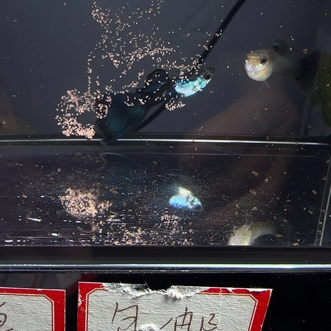 孔雀鱼艾尔银蓝尾一对