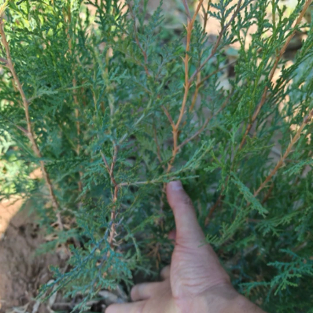 1年侧柏苗种植季节一亩地种多少南北皆可种植