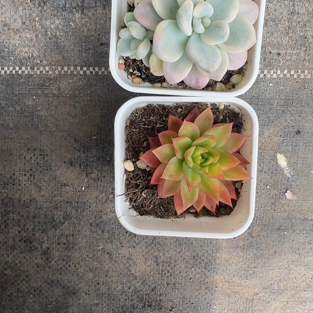 呼*福利多肉植物一物一拍