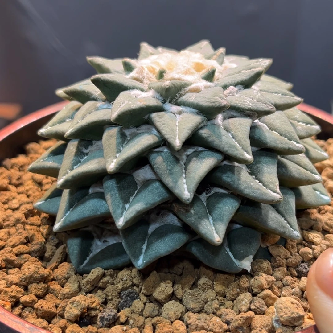 黑牡丹Zzzzzzzzzzzzzzzzzzz