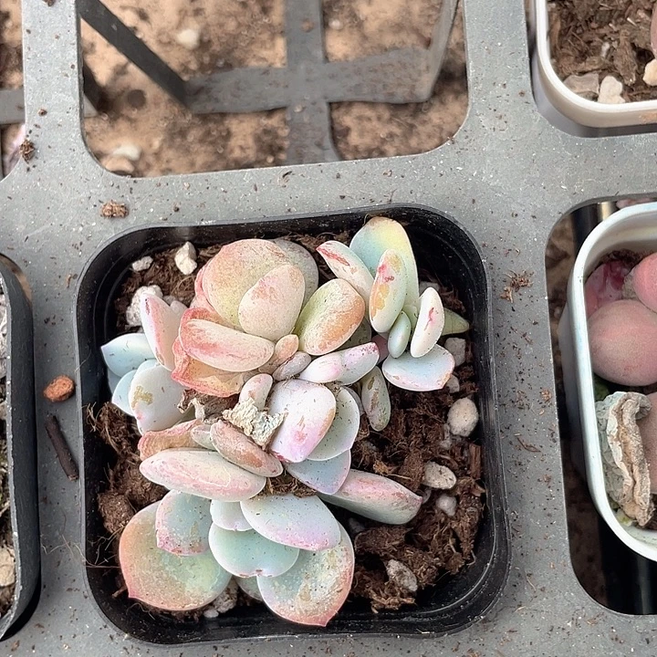 一物一拍满18包邮