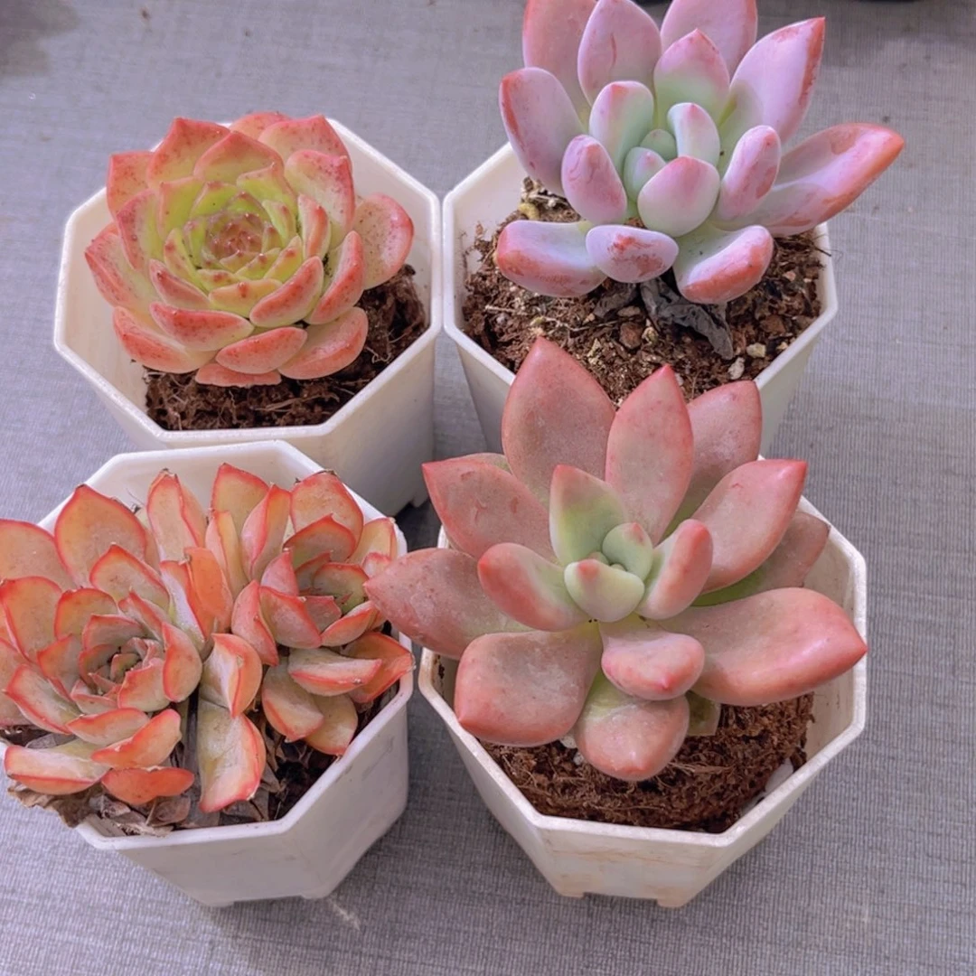 粉恋。奥普。菲娜娜。桃花源