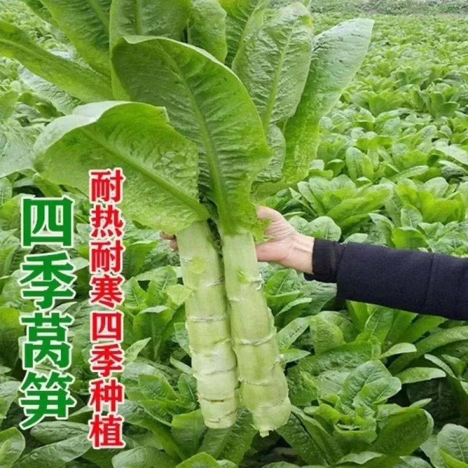 四季莴笋种子红莴笋清香二白皮莴笋种子