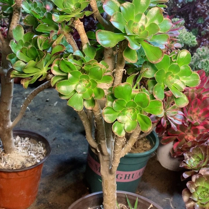 819v锦多肉一物一拍