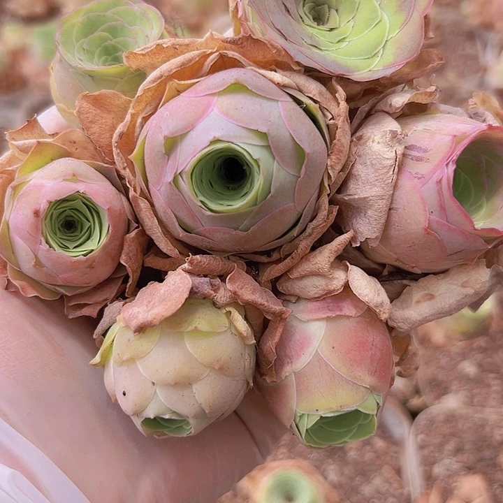 山地玫瑰3厘米10颗