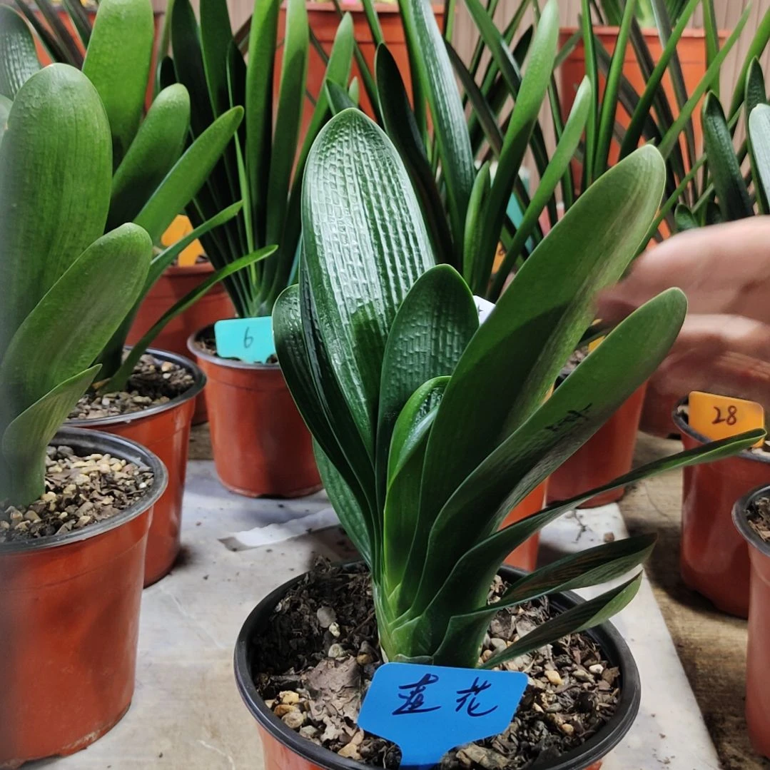 完全开放莲花座寄养