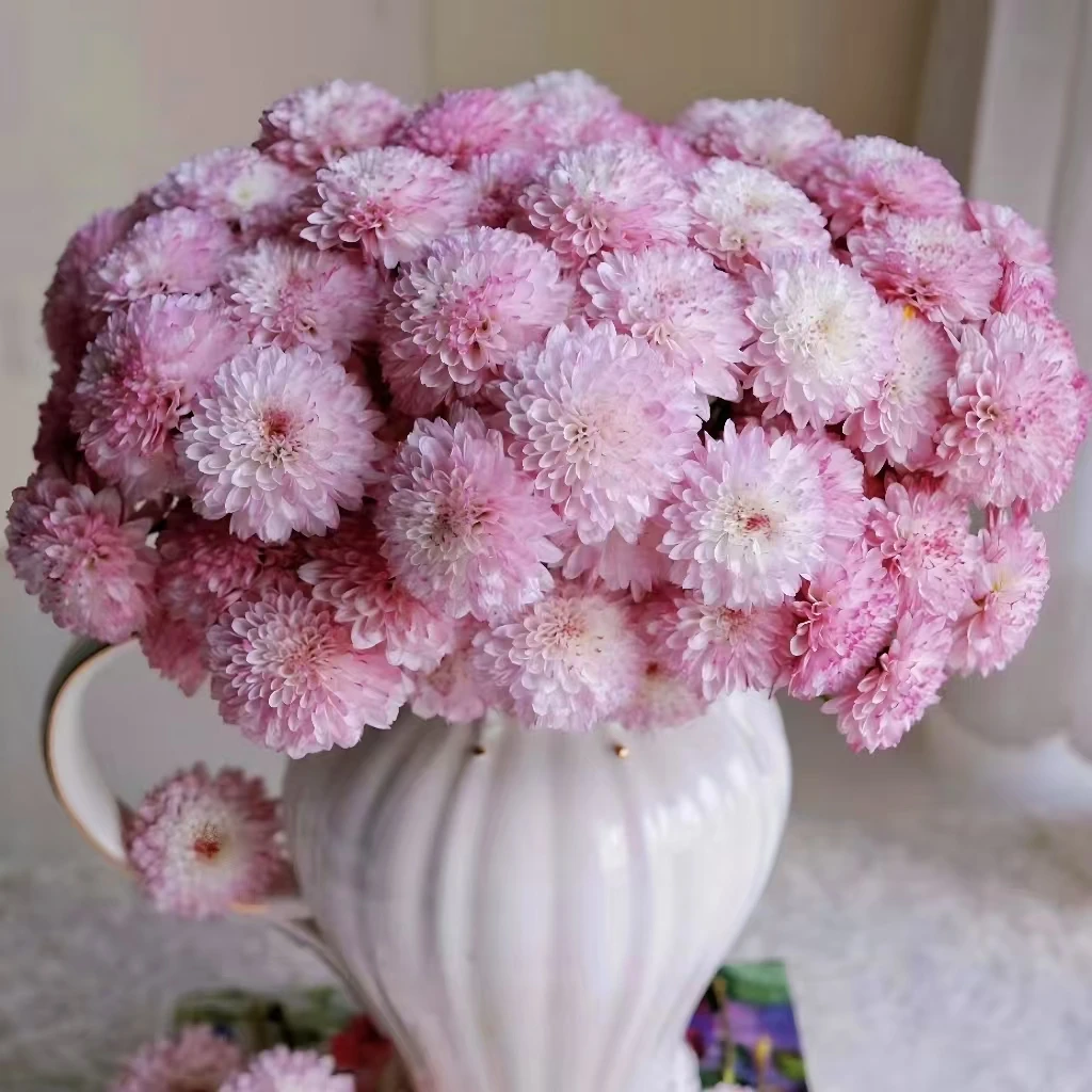 【一品花集】【布鲁诺粉】小菊1扎夏季好养花期长全场任意满1单包邮