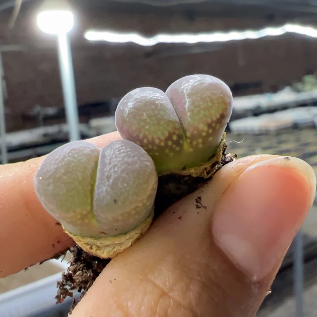 赤*Cm10风铃多肉