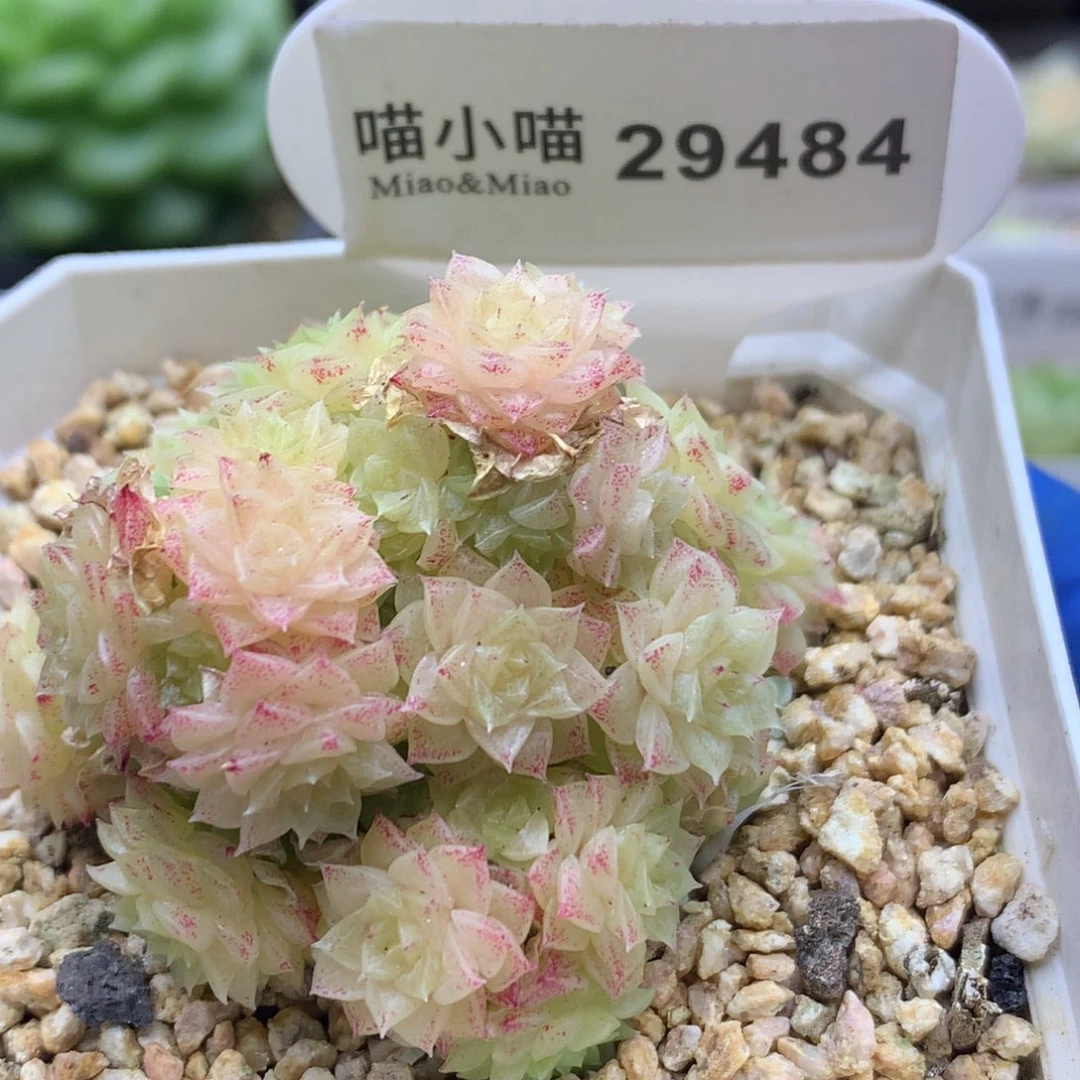 多肉植物杂交珍妮