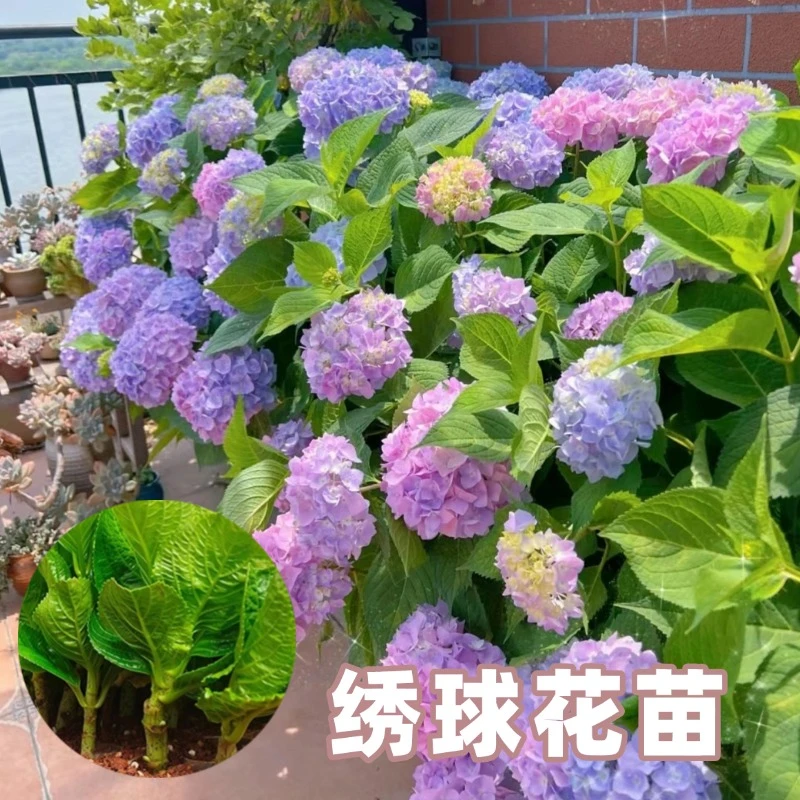 绣球花小苗原土发货阳台盆栽庭院大花易养活开花快耐寒热木本花卉