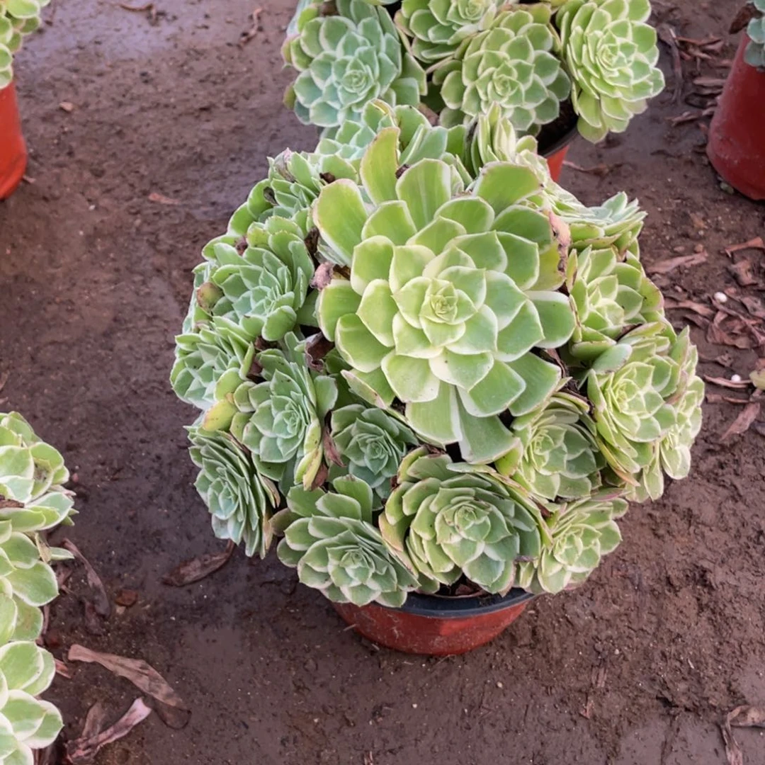 3100水蜜桃法师多肉断枝不包