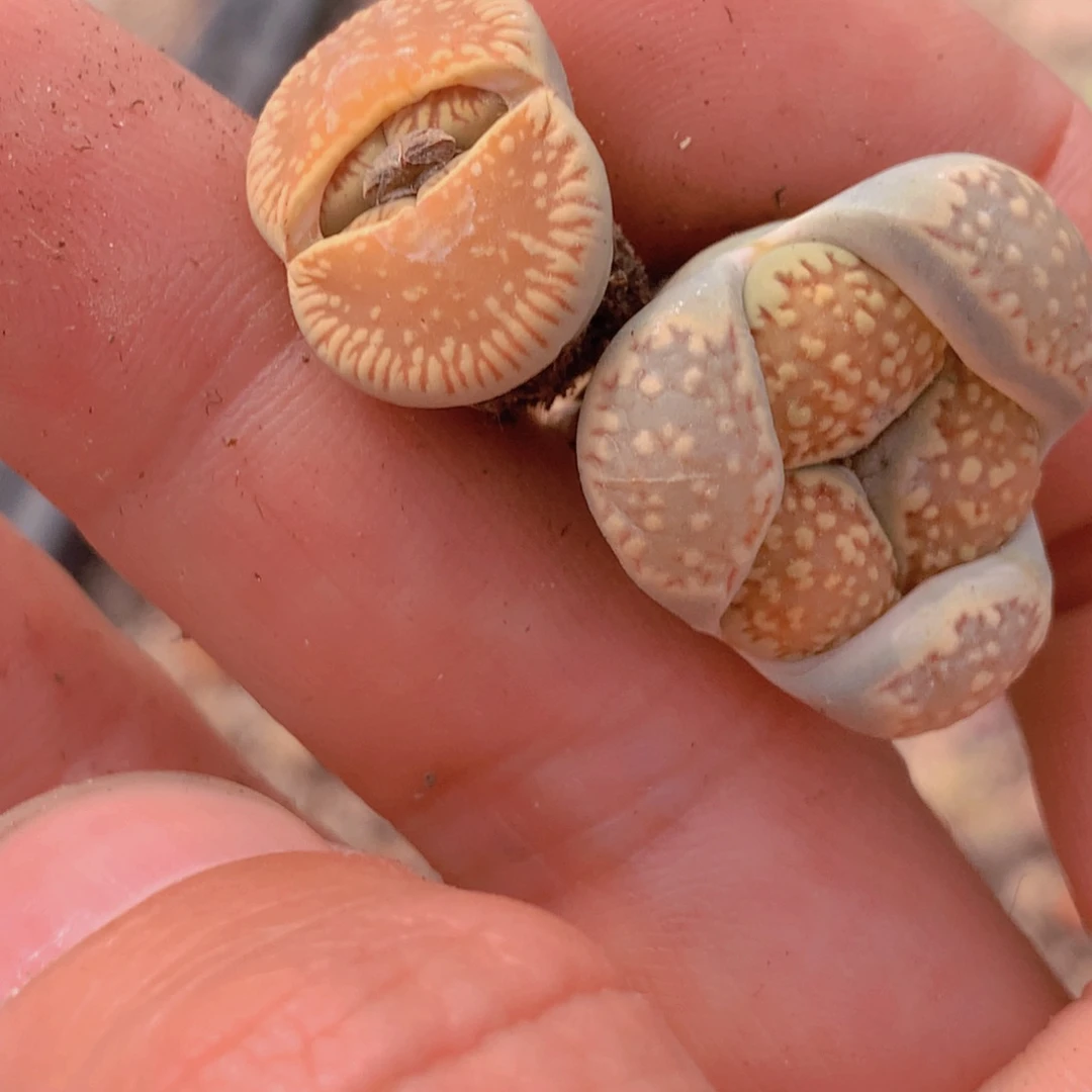 宝**鸭156988996589655699668866