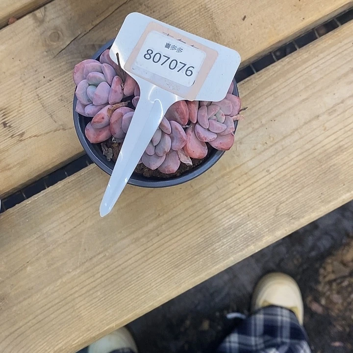 肉*嘟多头花班鹿807076