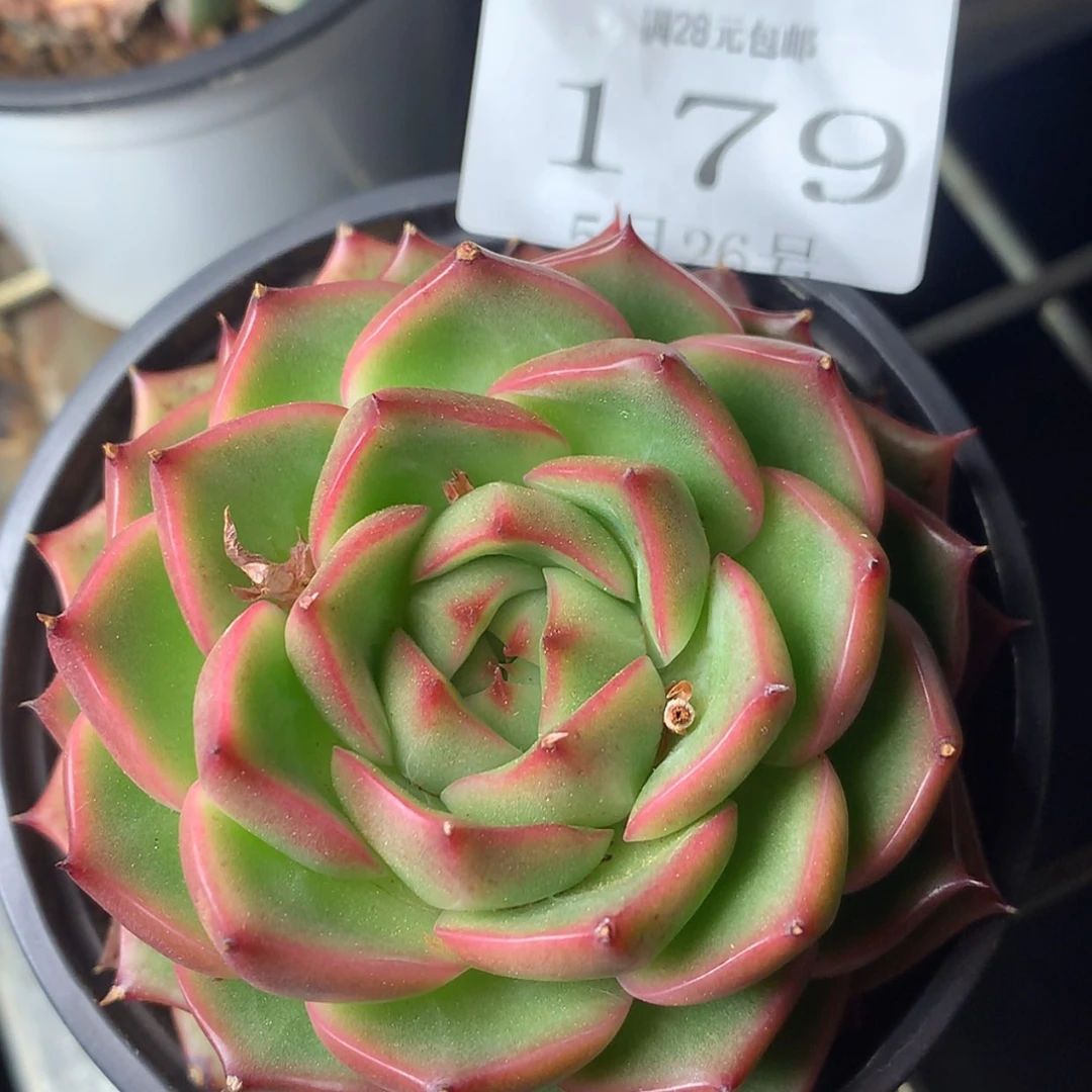 【闪购商品】云179号