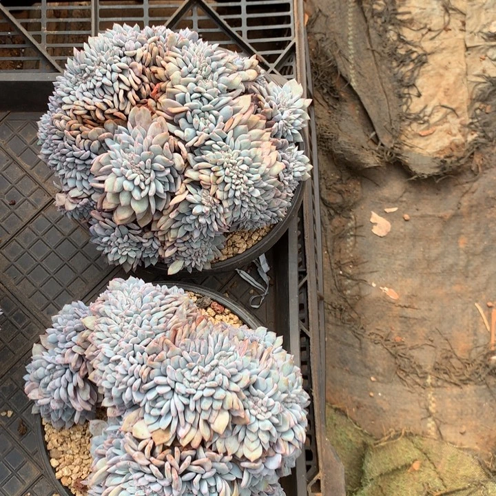 超大星影缀化68.88多肉植物