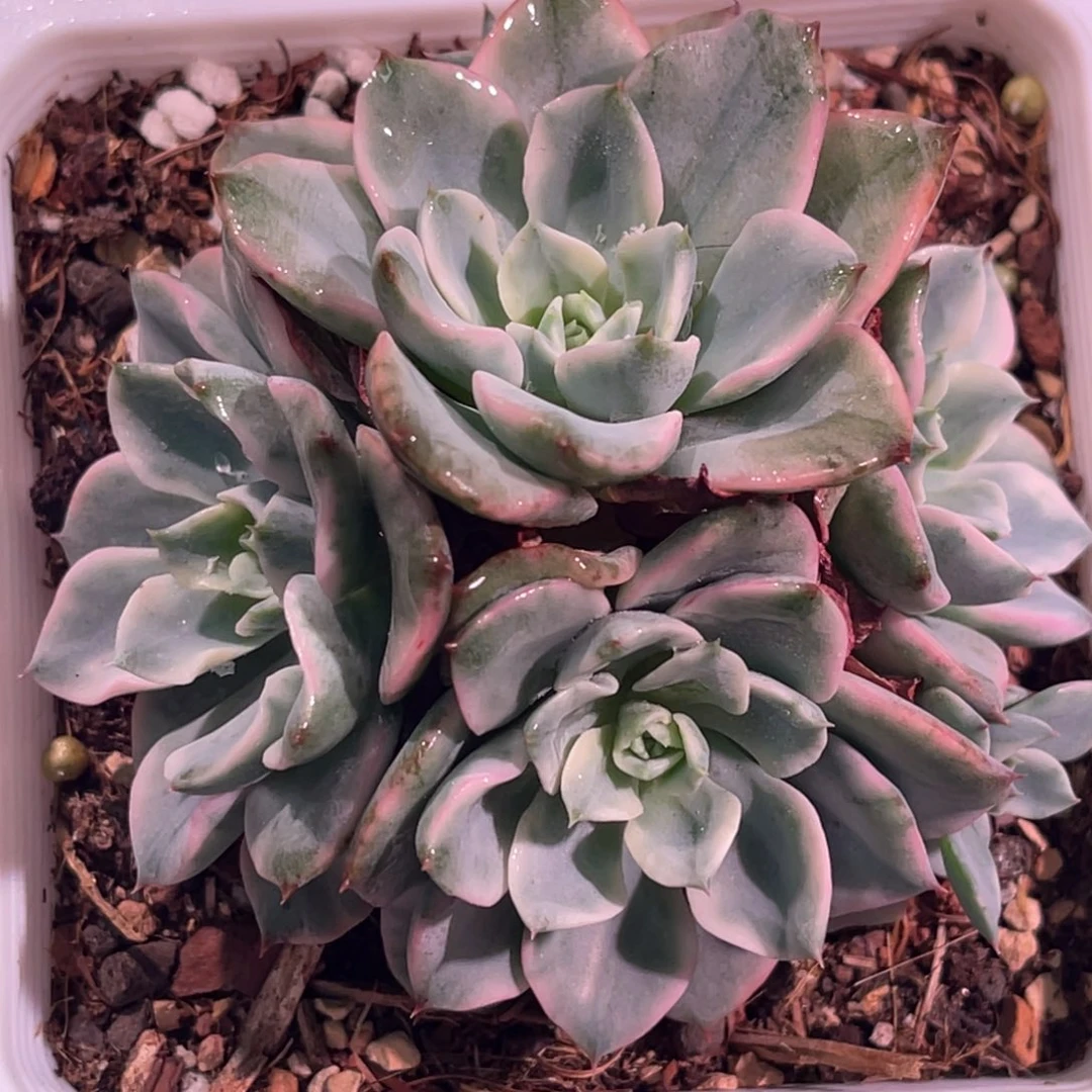 尚品特价奶油黄桃锦