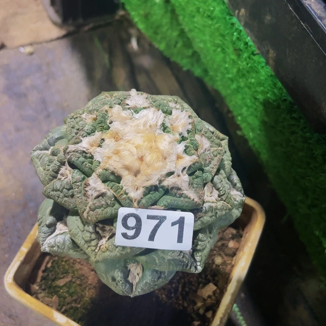 小***胖无花朵志贺牡丹971加仙人球缀化970