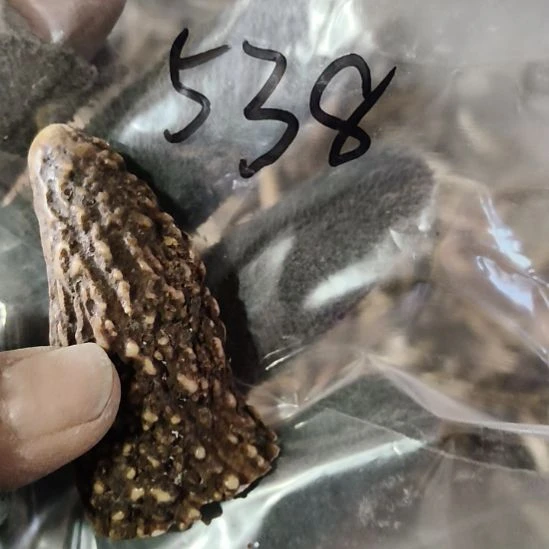 汝***堂鹿角鹿角鹿角鹿角鹿角鹿角