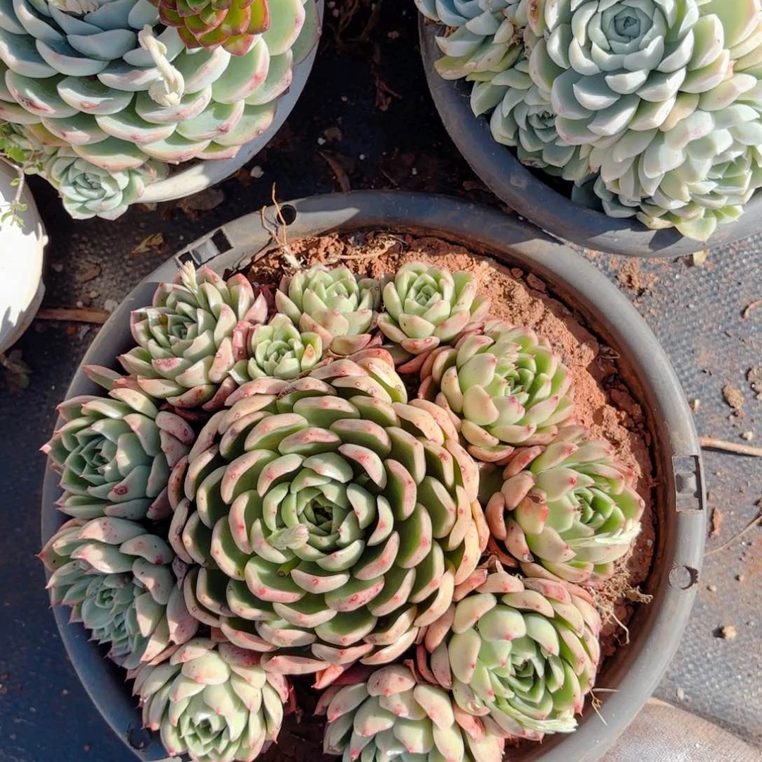 玉杯东云。   25。