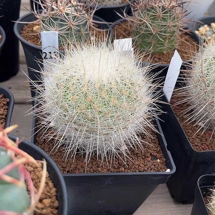 太白丸母本仙人球多肉植物