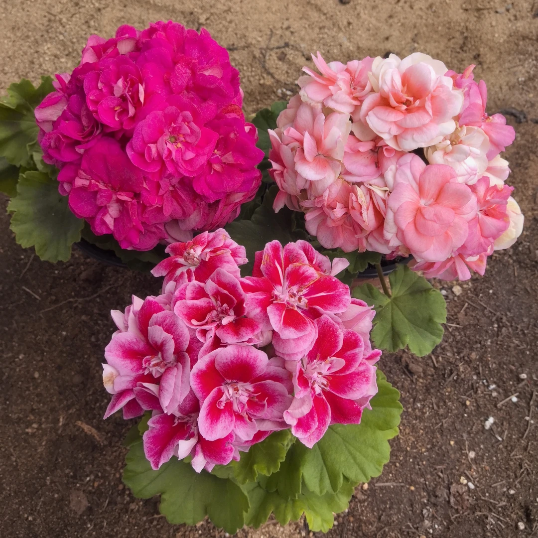 【罗莎琳达(小苗)+绯牡丹2号(小苗)+瑞典玫瑰小姐(小苗)】3颗天竺葵