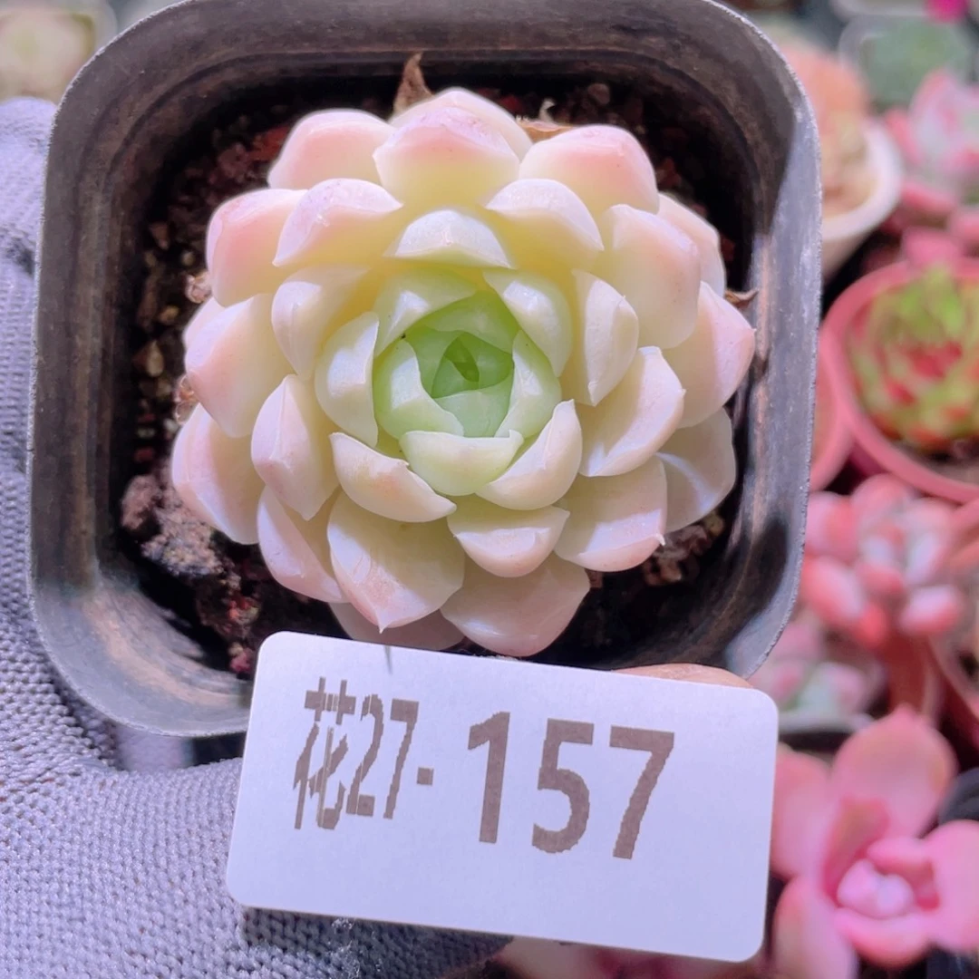 花利美27-157白月影