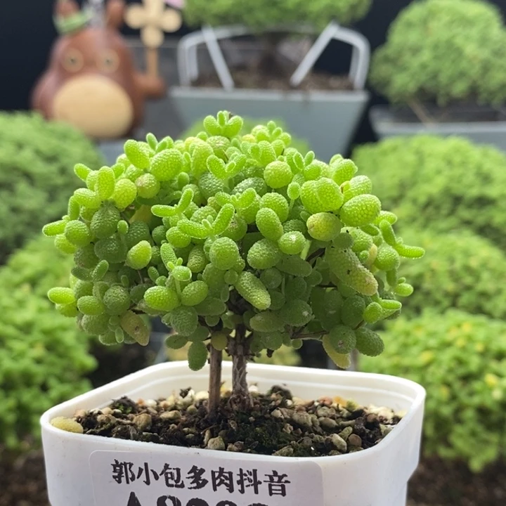 蜜橘糖球8298枝干番杏