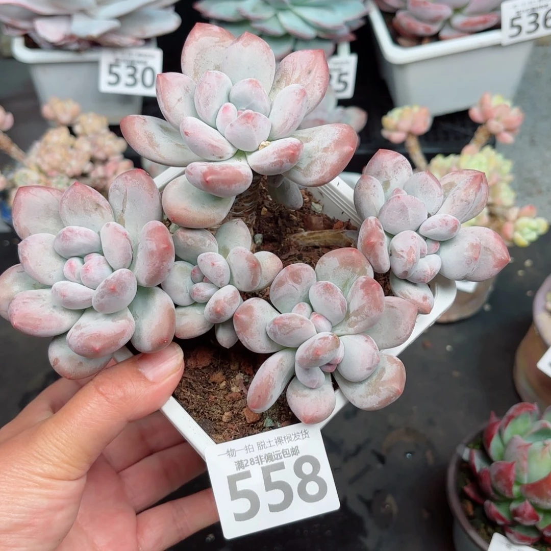 香水老桩无盆土发货