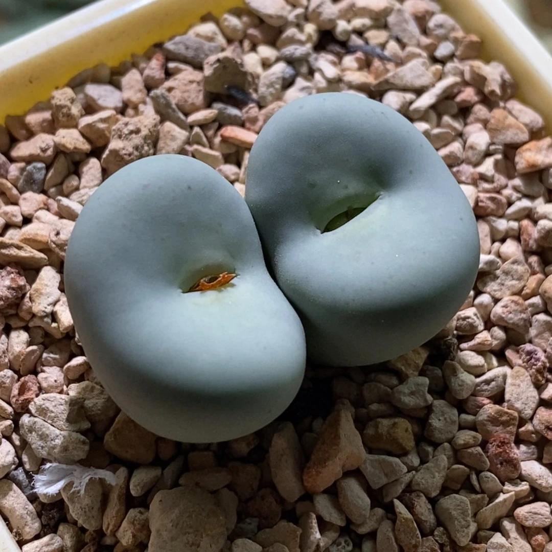 大大大大嘴吧2.4cm